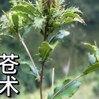 8-18求购信息-野生苍术、鲜白芷、细辛园子等