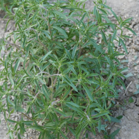 求购白花蛇舌草若干
